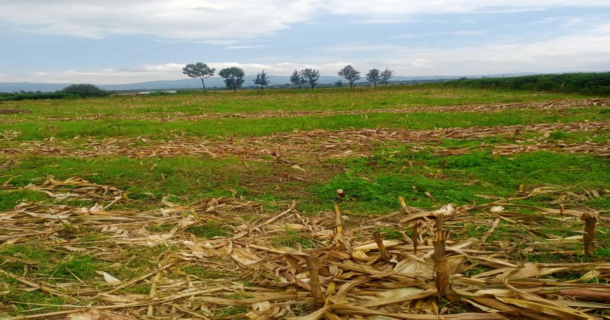 Plot for Sale Nakuru Mutaita Plots  - Image 1