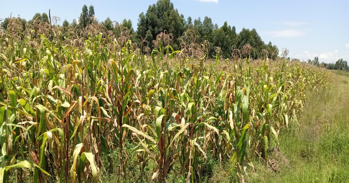 Plot for Sale Nakuru, Lanet, Ndege, Near Kimani Ngunjiri Primary School - Image 1