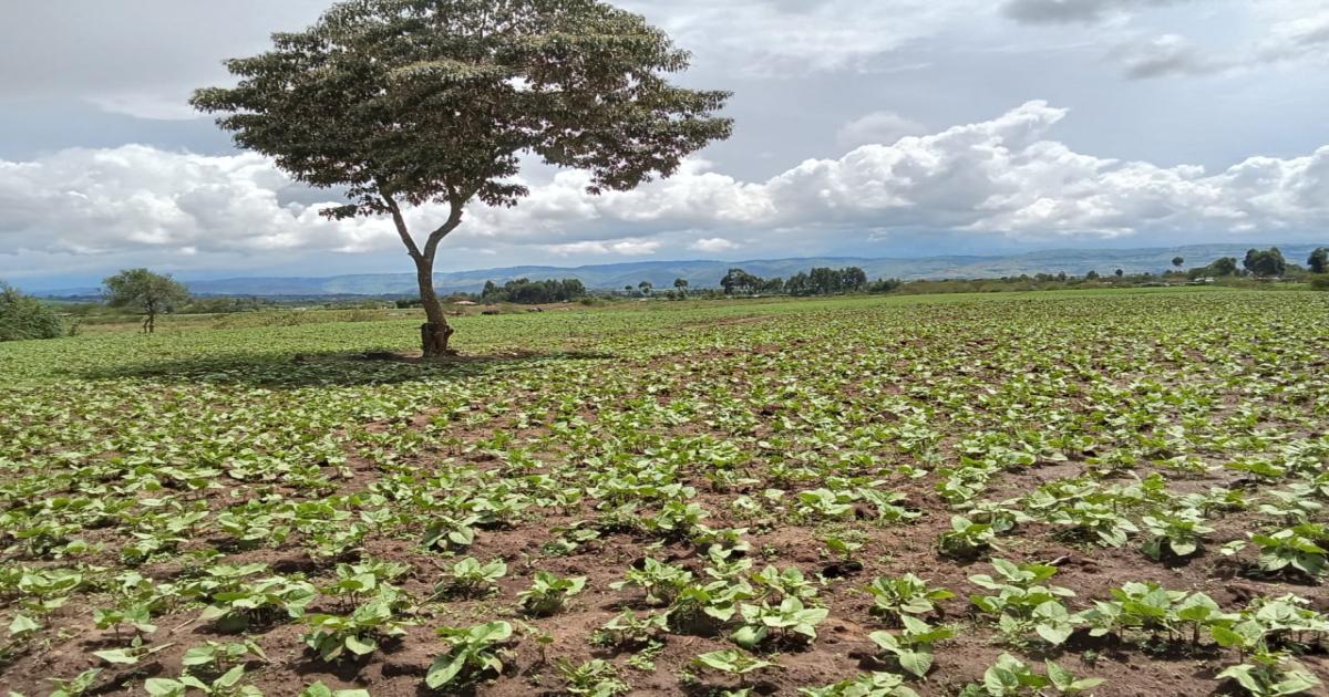 Plot for Sale Nakuru Kongasis Zuri Gardens, Phase 1